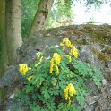 Corydalis lutea (2)